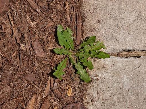 Weed growing in mulch